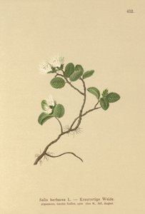 Dvergpil (Salix herbacea) av German School