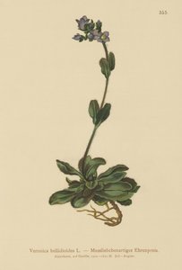 Dvergblå speedwell (Veronica bellidioides) av German School