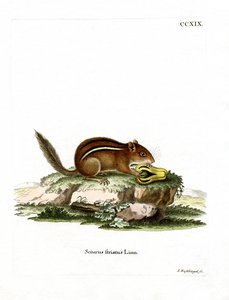 Eastern American Chipmunk (farget gravering) av German School