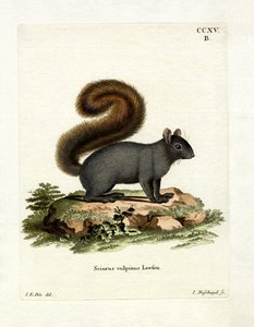 Eastern Fox Squirrel (farget gravering) av German School