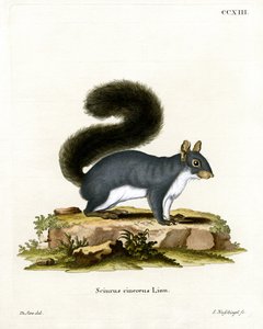 Eastern Grey Squirrel (farget gravering) av German School