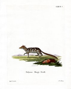 Eastern Quoll (farget gravering) av German School