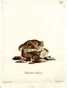 Eastern Red Bat (farget gravering) av German School