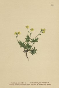 Eastern Saxifrage (Saxifraga sedoides) av German School