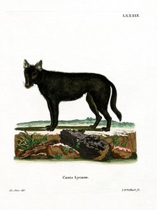 Eastern Timber Wolf (farget gravering) av German School