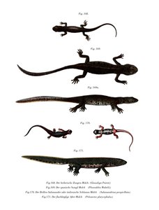 Edough Peninsula Ribbed Newt (farge litho) av German School
