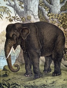 Elephant - i "Natural History of Pattedyr", red. Schreiber, München av German School