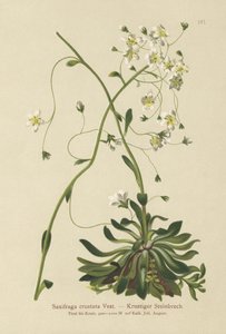 Encrusted saxifrage (Saxifraga crustata) av German School