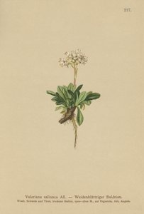 Hele Leaved Valerian av German School