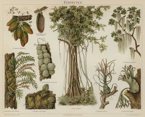Epifytter (farge litho) av German School