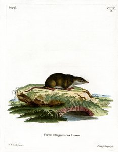 Eurasian Shrew (farget gravering) av German School