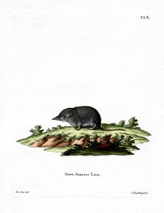 Eurasian Shrew (farget gravering) av German School