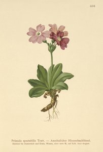Europeisk alpin Primrose (Primula spectabilis, Auriculastrum primula) av German School