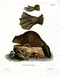 Europeisk bever (farget gravering) av German School