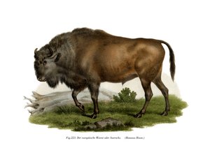 Europeisk bison, 1860 av German School