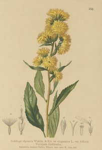 Europeisk gullris (Solidago alpestris, Solidago virgaaurea, Solidago virgaurea) av German School