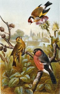 European Goldfinch, Icterine Greenbul and Eurasian Bullfinch, plate fra "Brehms Tierleben: Allgemeine Kunde des Tierreichs", bind 4, s. 57, utgitt av Bibliographisches Institut av German School