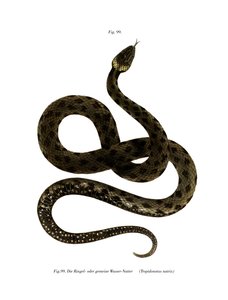 European Grass Snake (farge litho) av German School