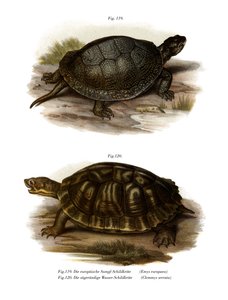 European Pond Turtle (farge litho) av German School