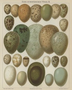Europeiske fugleegg (farge litho) av German School