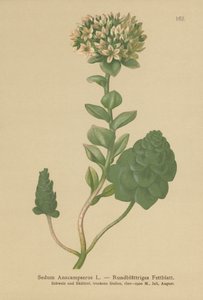 Eviggrønn orpin (Sedum Anacampseros, Hylotelephium anacampseros) av German School
