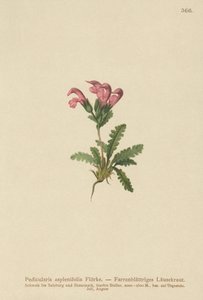 Bregnebladlusseurt (Pedicularis asplenifolia) av German School