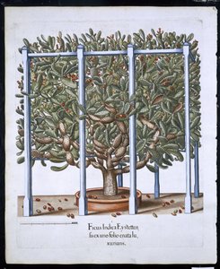 Ficus Indica Eystten fra Hortus Eystettensis av Basil Besler (1561-1629) pub. 1613 (håndfarget gravering) av German School