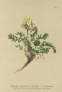 Åkergress (Oxytropis campestris) av German School