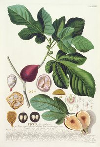 Fig, gravert av Johann Jakob Haid (1704-67) plate 73 fra en botanisk bok, pub. av Augustus Vind av German School