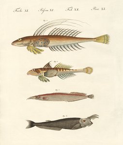 Fisk med en merkelig form (farget gravering) av German School