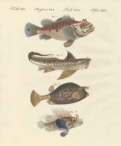 Fisk med en merkelig form av German School