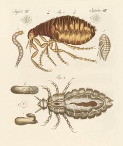Lopper og insekter