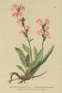 Kjøttrosa lusseurt (Pedicularis incarnata) av German School