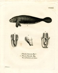 Florida Manatee (farget gravering) av German School