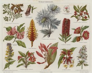 Blomster (farge litho) av German School