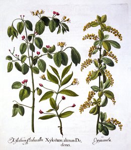 Fly Honeysuckle and Hawthorn, fra Hortus Eystettensis, av Basil Besler (1561-1629), pub. 1613 (håndfarget gravering) av German School