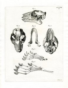 Flying Lemur Skull (farget gravering) av German School