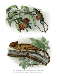 Flying Lizard (farge litho) av German School