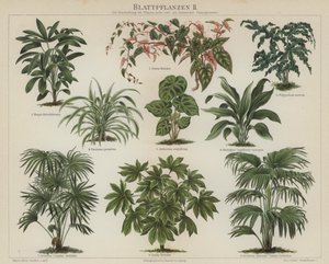 Bladplanter (farge litho) av German School