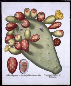Folium Opuntia fra Hortus Eystettensis av Basil Besler (1561-1629) pub. 1613 (håndfarget gravering) av German School