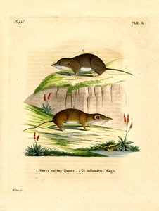 Forest Shrew (farget gravering) av German School