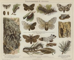 Skadedyr i skog: møll (farge litho) av German School