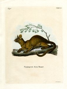 Fossa (farget gravering) av German School