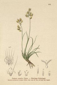 Firebladssvingel (Festuca pumila, Festuca quadriflora) av German School