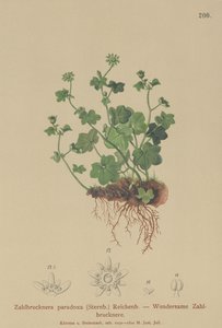 Fragil saxifrage (Zahlbrucknera paradoxa, Saxifraga paradoxa) av German School