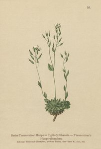 Frigid Whitlow-gress (Draba Traunsteineri, Draba frigida) av German School