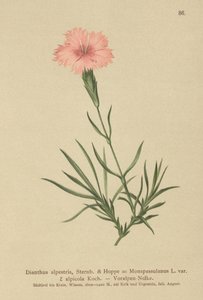 Frynset rosa (Dianthus Monspessulanus, Dianthus alpestris, Dianthus alpicola) av German School