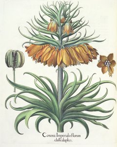 Fritillary: Crown of Imperial flowers av Basil Besler (1561-1629), pub. 1613