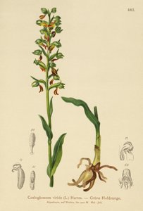Froskeorkide (Coeloglossum viride) av German School