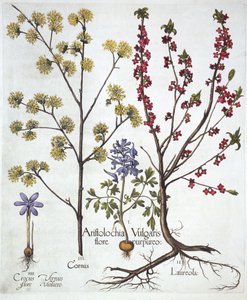 Fumewort, Daphne mezereum, Cornelian Cherry og Spring Crocus, fra Hortus Eystettensis, av Basil Besler (1561-1629), pub. 1613 (håndfarget gravering) av German School